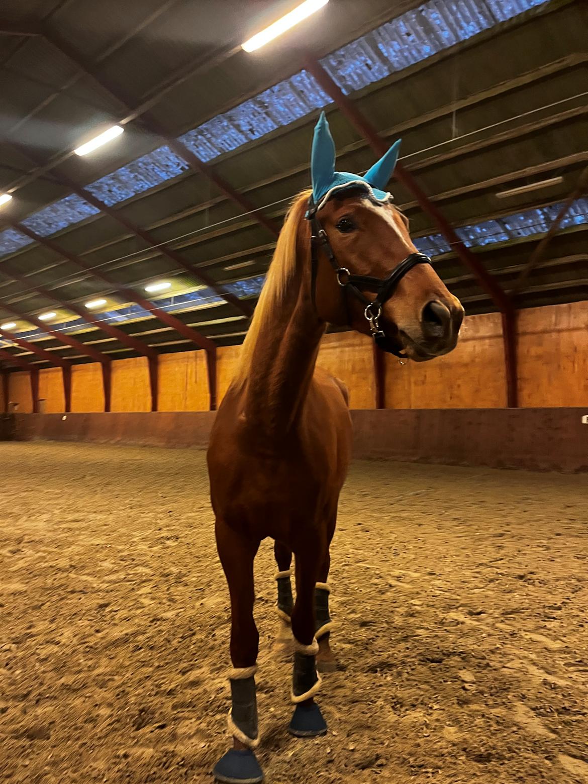 Tysk Varmblod Helvita Firfod - Helvita med klokker, hut og gamacher på alle ben for første gang billede 14