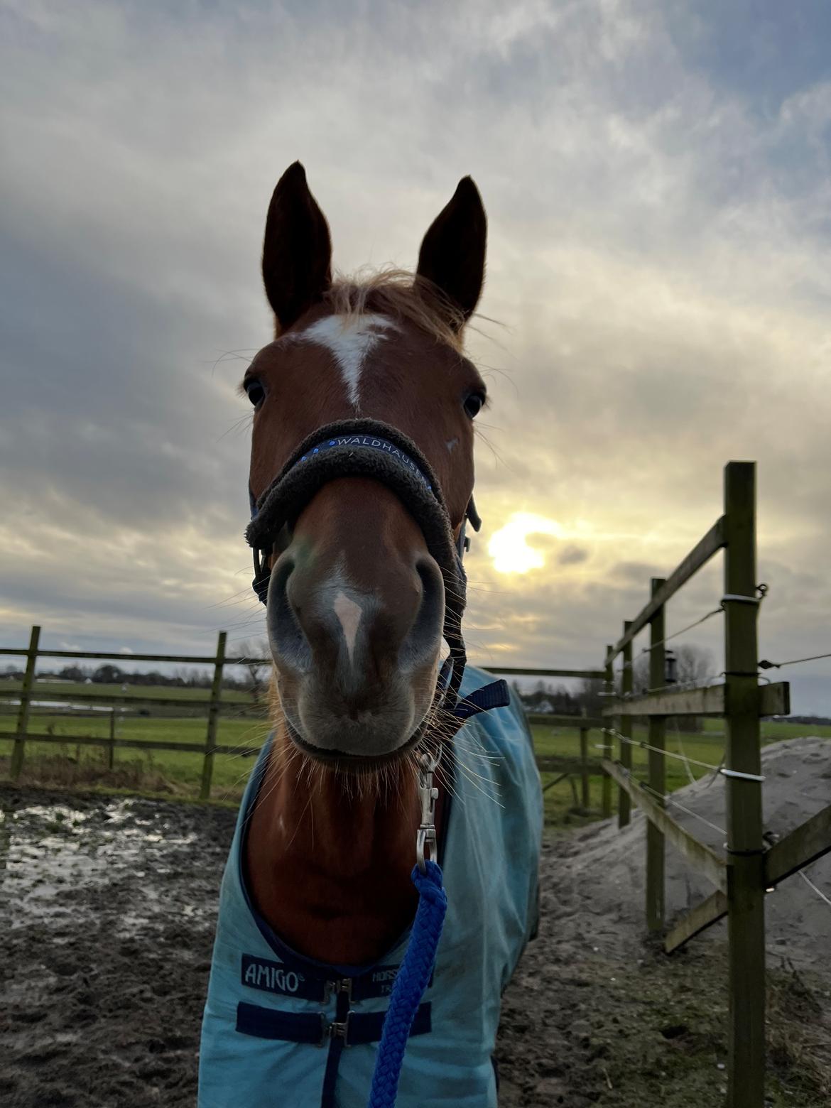 Tysk Varmblod Helvita Firfod - Min søde og smukke pige billede 15