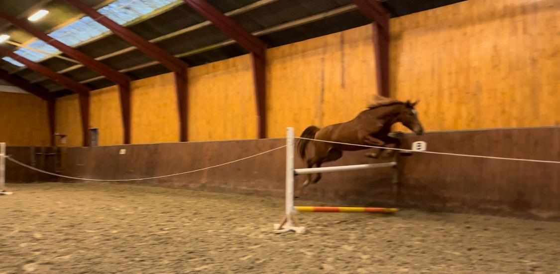 Tysk Varmblod Helvita Firfod - Hun er virkelig blevet god til at løsspringe  billede 16