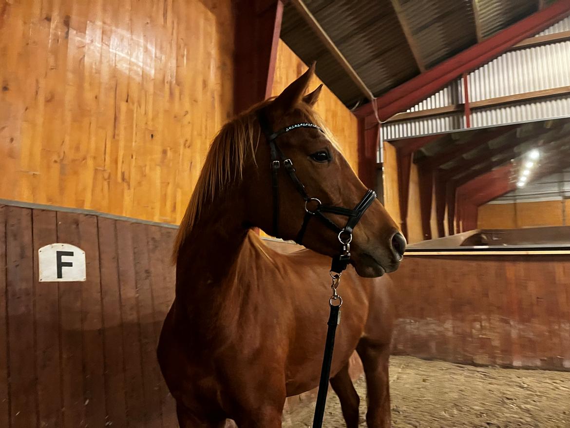 Tysk Varmblod Helvita Firfod - Hun har fået nyt pandebånd billede 17