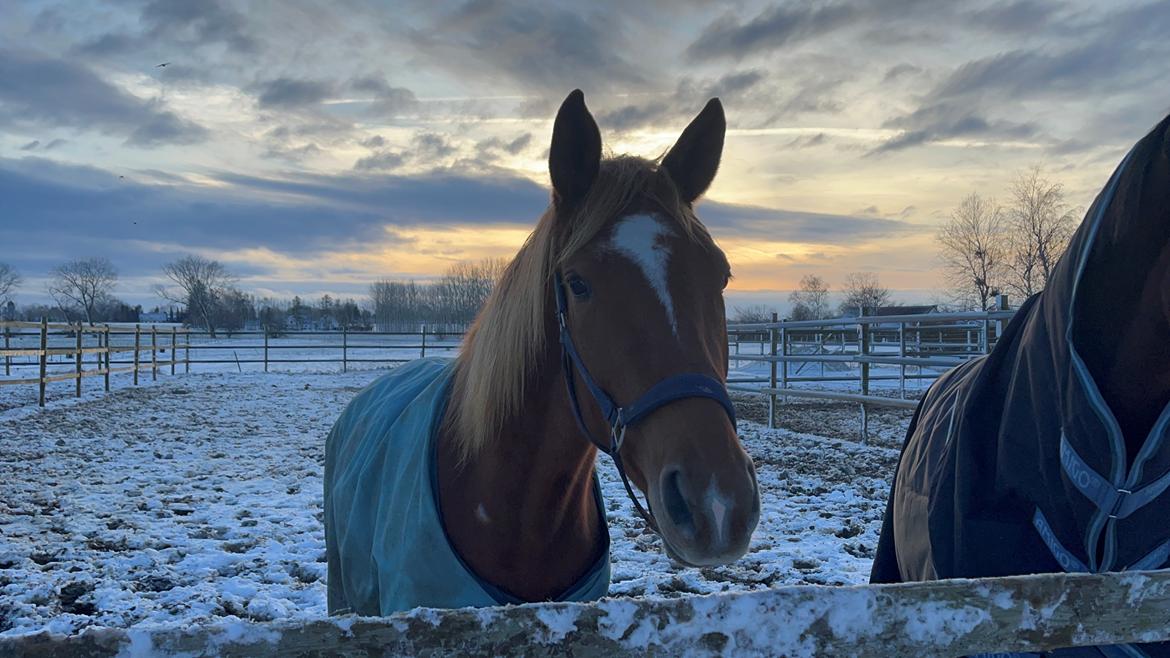 Tysk Varmblod Helvita Firfod - Smukkeste  billede 1