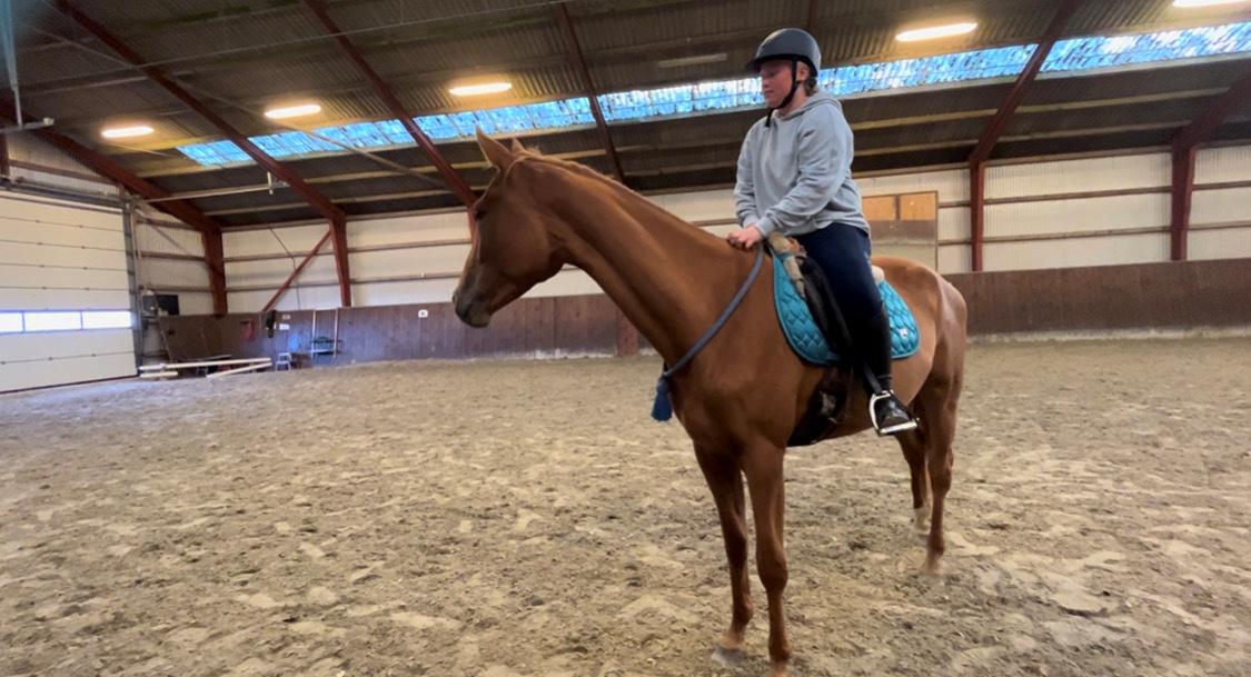 Tysk Varmblod Helvita Firfod - Første gang med kun cordeo på billede 9