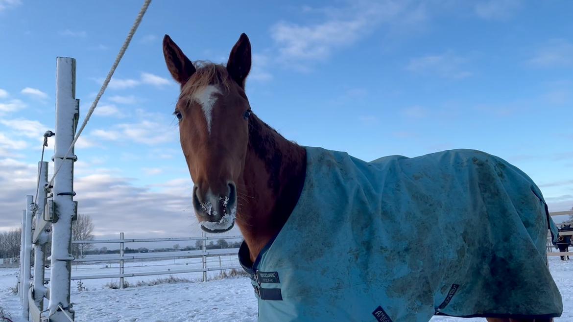 Tysk Varmblod Helvita Firfod - Sne mulle  billede 18