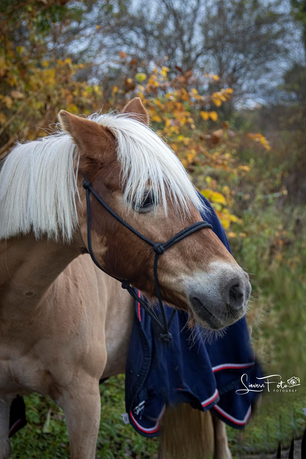 Haflinger Casandra billede 5