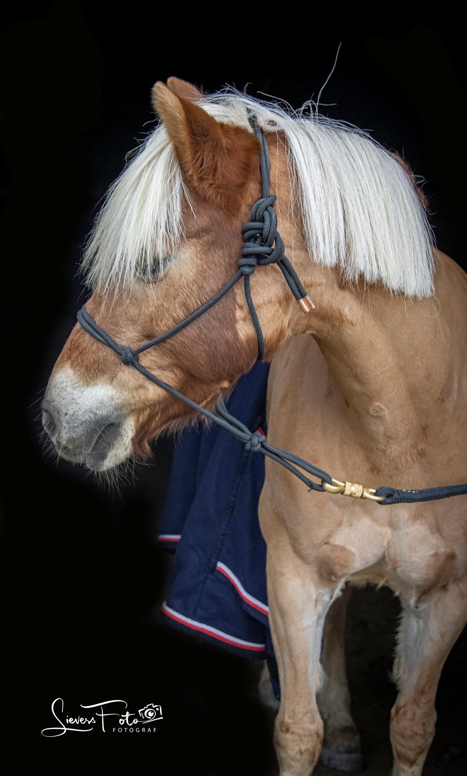 Haflinger Casandra billede 1