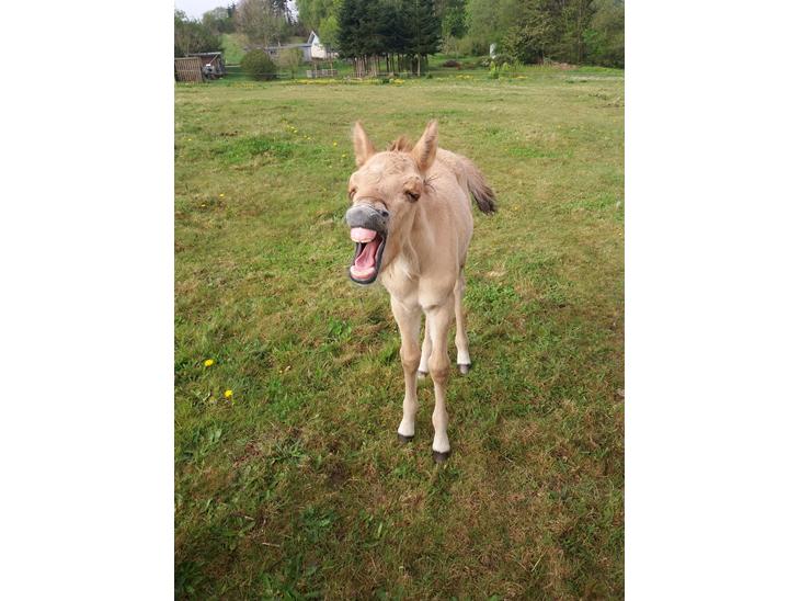 {{currentPhoto.altText}} billede {{currentPhoto.number}}