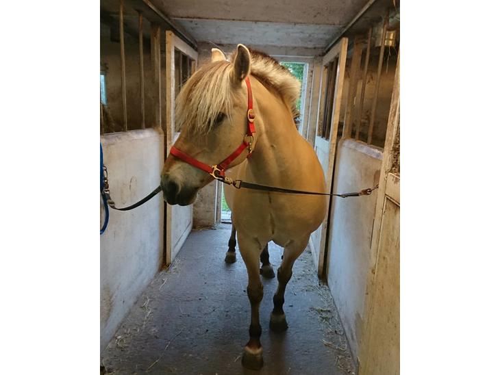 {{currentPhoto.altText}} billede {{currentPhoto.number}}