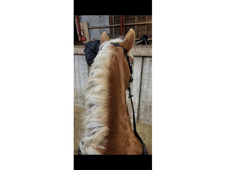 {{currentPhoto.altText}} billede {{currentPhoto.number}}