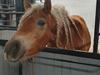 Haflinger Elb&#230;kgaards Nova Mio