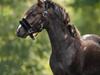 Welsh Mountain (sec A) Callunas Lucky Luke | Fighter | [Hjemvendt]