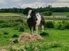 Tinker Millot