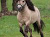 Shetl&#230;nder Winthers Logan SH 804