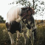 Islænder Tumi fra Lyskjær