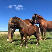 Anden særlig race Røglegaardens Dakota