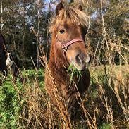 Anden særlig race Røglegaardens Dakota