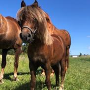 Anden særlig race Røglegaardens Dakota