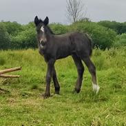 Irish Cob Stald Dalby's Merlin