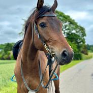 Trakehner Playboy Af Solbjerggaard
