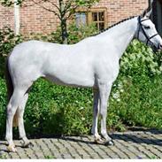 Hollandsk Varmblod Ematerma