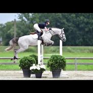 Hollandsk Varmblod Ematerma