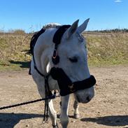 Hollandsk Varmblod Ematerma