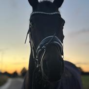 Fuldblod (XX) Nymarks Tristan 