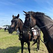 Fuldblod (XX) Nymarks Tristan 