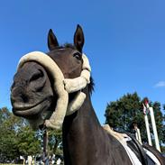 Fuldblod (XX) Nymarks Tristan 