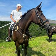 Fuldblod (XX) Nymarks Tristan 