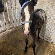 Irish Cob Her’s Mackie