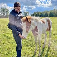 Pinto Bakkegårdens Kastania