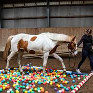 Pinto Bakkegårdens Kastania