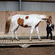 Pinto Bakkegårdens Kastania