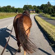 Anden særlig race Cassie