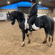 Barockpinto Cuba fan stald barok 