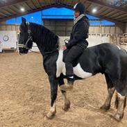 Barockpinto Cuba fan stald barok 