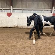 Barockpinto Cuba fan stald barok 