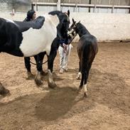 Barockpinto Cuba fan stald barok 