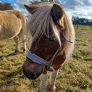 Shetlænder Skovgaardens asterix