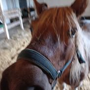 Shetlænder Skovgaardens asterix