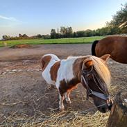 Shetlænder Skovgaardens asterix