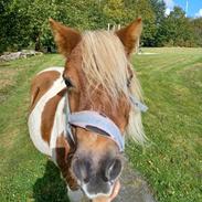 Shetlænder Skovgaardens asterix