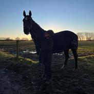 Hannoveraner Conquistador(Solgt)