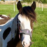 Tinker Ahlmann's brown girl tessa ( Solgt) 