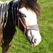 Tinker Ahlmann's brown girl tessa ( Solgt) 