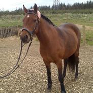 Anden særlig race Hylkegaardens Little Star (Lille Star)