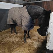 Trakehner Malucca Le R