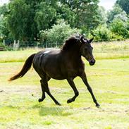 Trakehner Malucca Le R