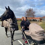 Trakehner Malucca Le R