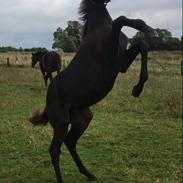 Trakehner Malucca Le R